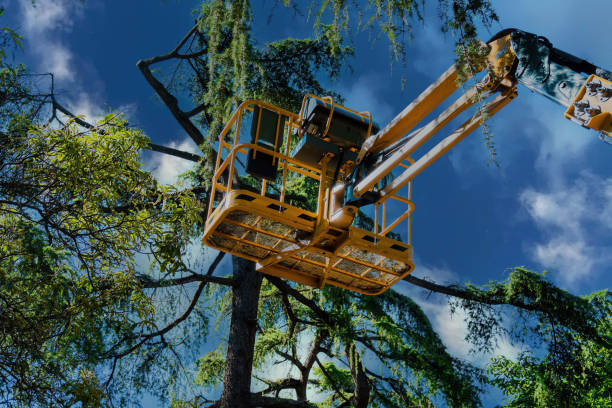 How Our Tree Care Process Works  in  Waldo, FL