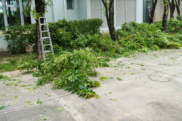 Reliable Waldo, FL Tree Removal Solutions